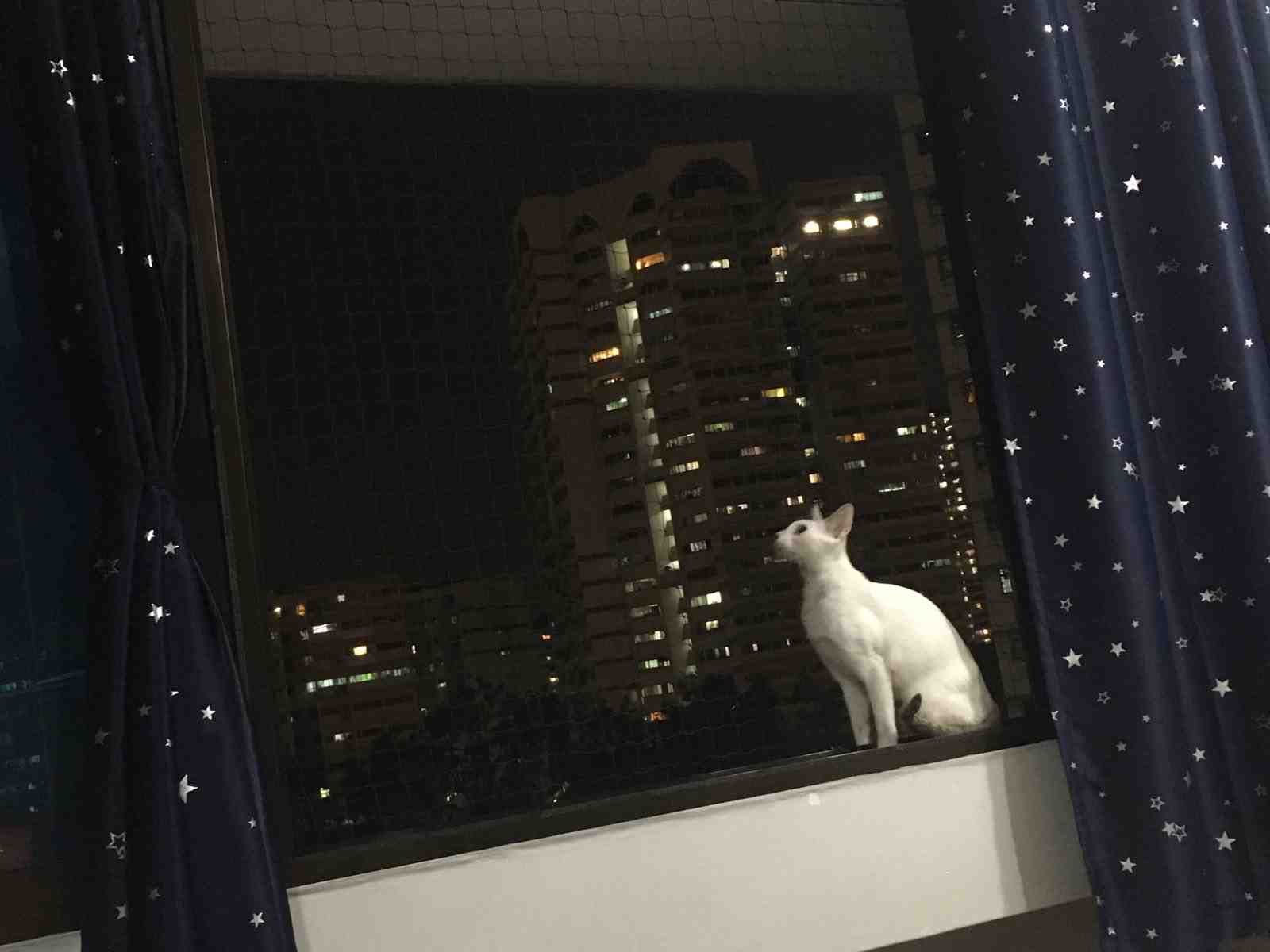 Comment faire pour que le chat ne tombe pas du balcon ?