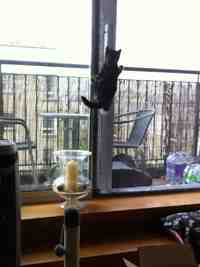 Est-ce qu'un chaton peut sauter par la fenêtre ?
